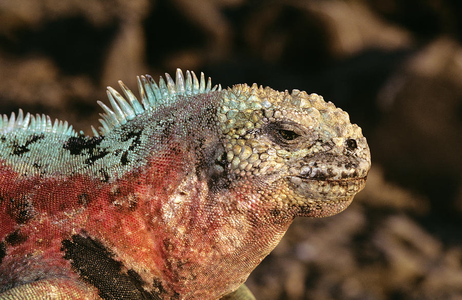 Marine Iguana Galapagos Islands Photograph by D. & E. Parer-Cook