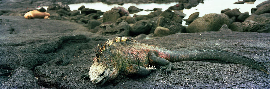 Nature Photograph - Marine Iguana Galapagos Islands by Panoramic Images