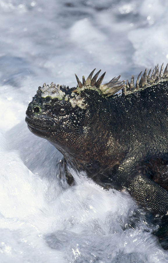 Marine Iguana In Surf Galapagos Islands Photograph by Tui De Roy