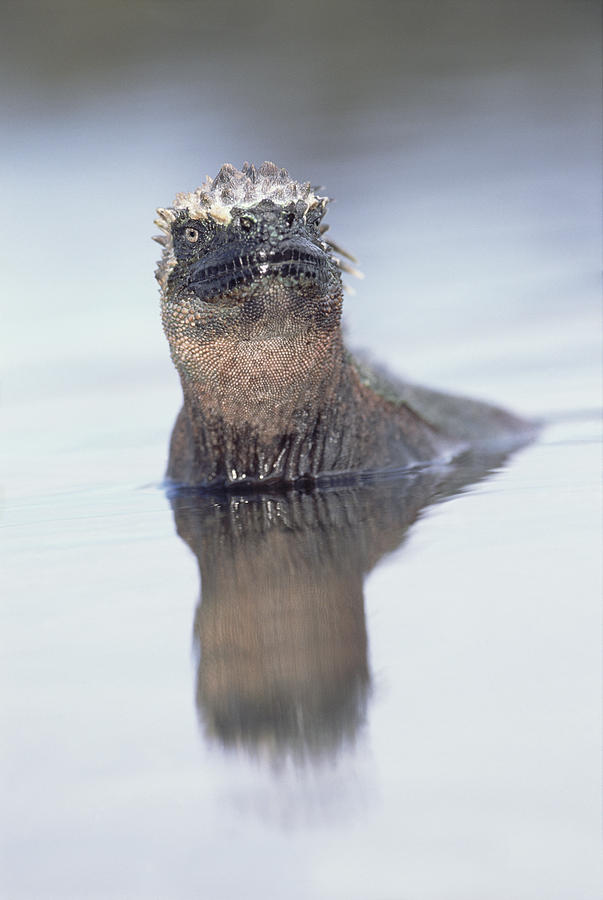 Marine Iguana In Tidal Shallows Photograph by Tui De Roy