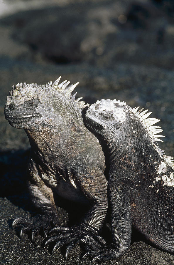 Marine Iguana Male And Female Galapagos Photograph by Tui De Roy