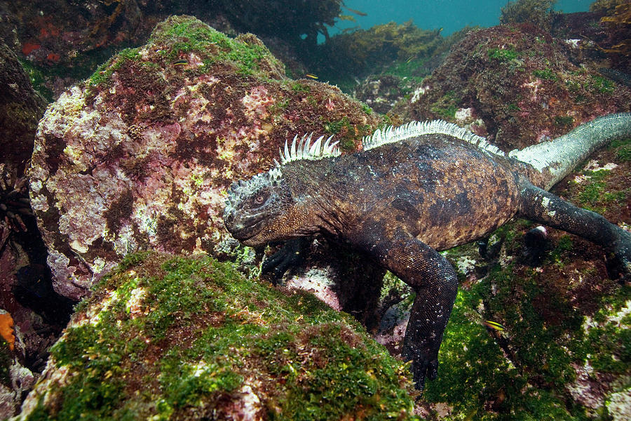 Amblyrhynchus Cristatus Photograph - Marine Iguana by Peter Scoones/science Photo Library Amblyrhynchus Cristatus Photograph - Marine Iguana by Peter Scoones/science Photo Library