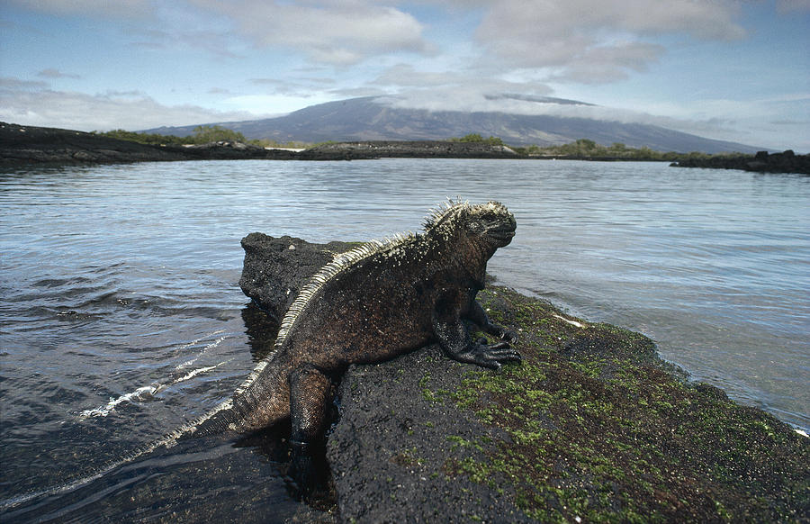 Marine Iguana Punta Espinosa Galapagos Photograph by Tui De Roy