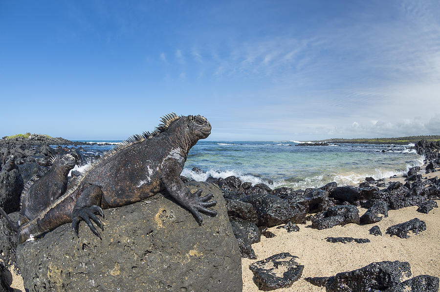 Marine Iguana Santa Cruz Isl Galapagos Photograph by Tui De Roy