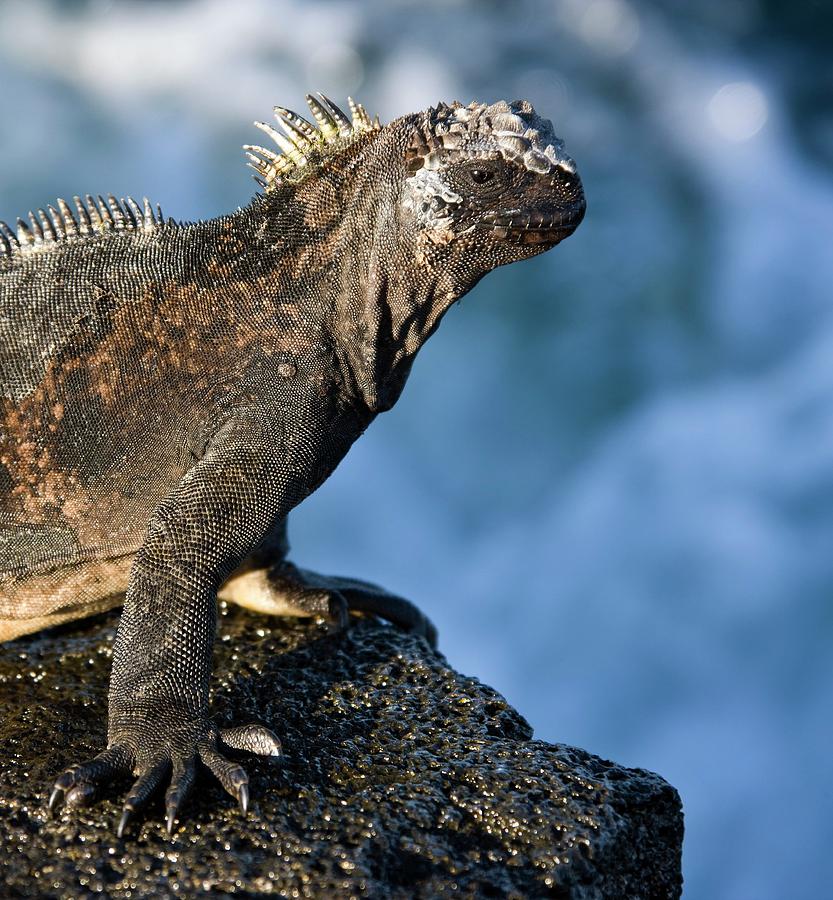 Nature Photograph - Marine Iguana by Steve Allen/science Photo Library
