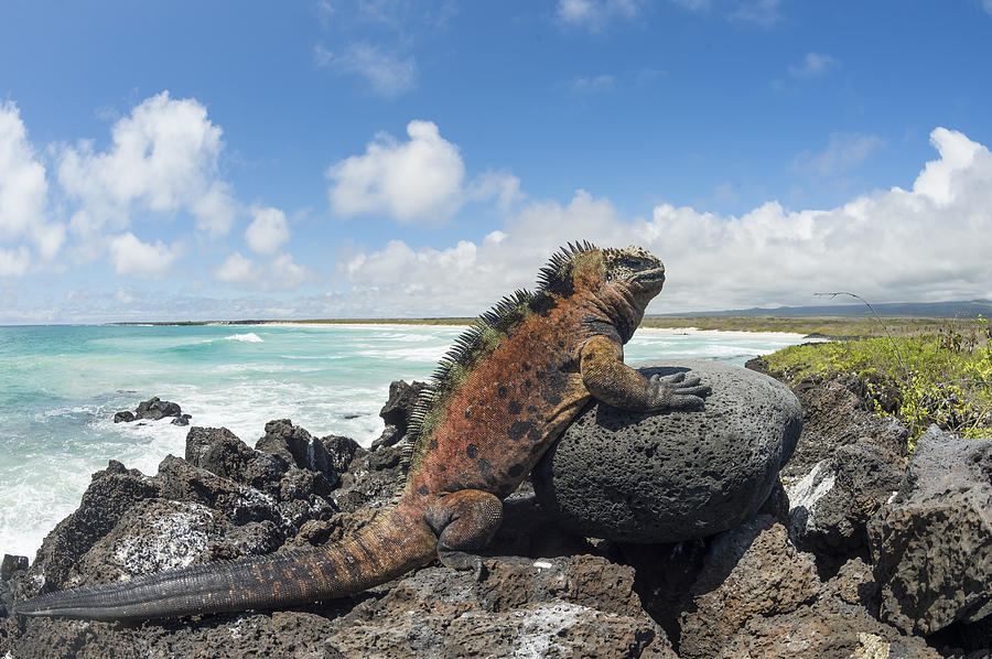 Marine Iguana Tortuga Bay Galapagos Photograph by Tui De Roy