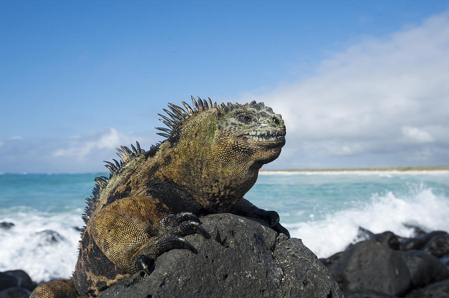 Marine Iguana Turtle Bay Santa Cruz Photograph by Tui De Roy
