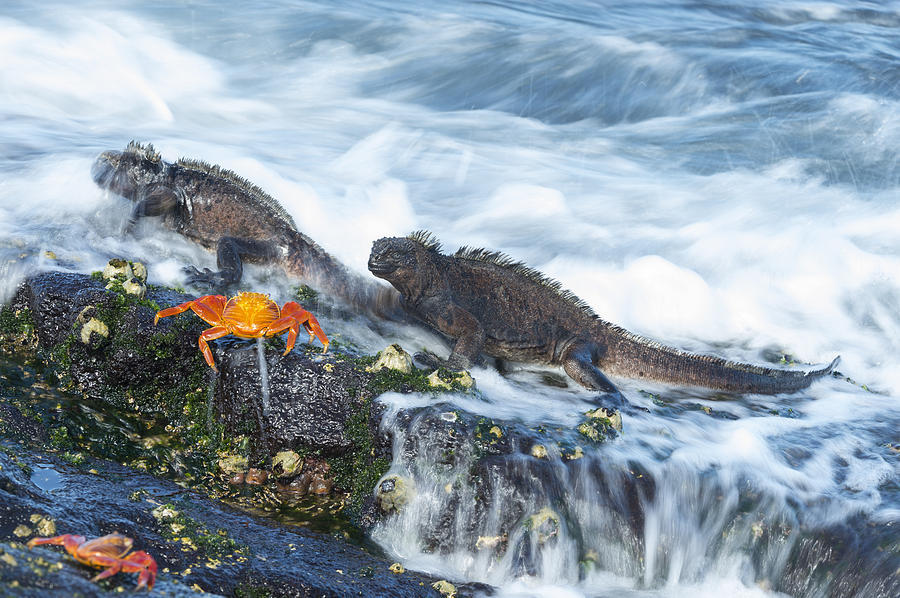 Marine Iguanas And Sally Lightfoot Crab Photograph by Tui De Roy