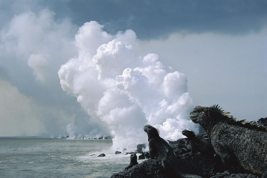 Marine Iguanas And Steam From Lava Photograph by Tui De Roy