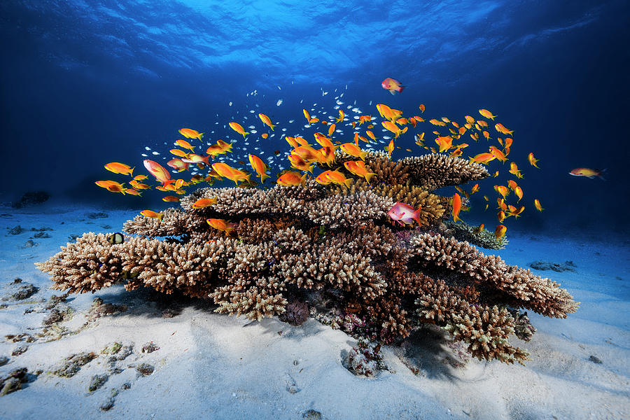 Fish Photograph - Marine Life by Barathieu Gabriel