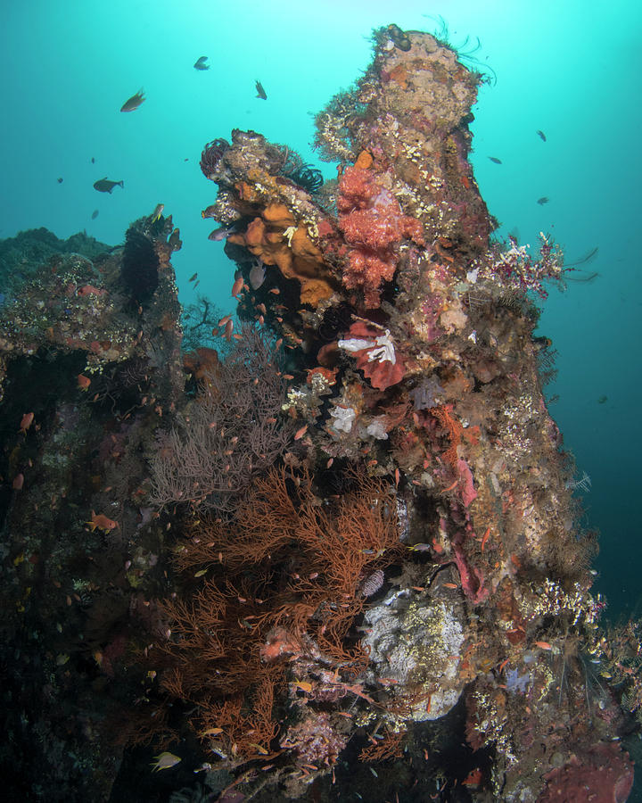 Marine Life On The Uss Liberty Wreck Photograph by Brandi Mueller