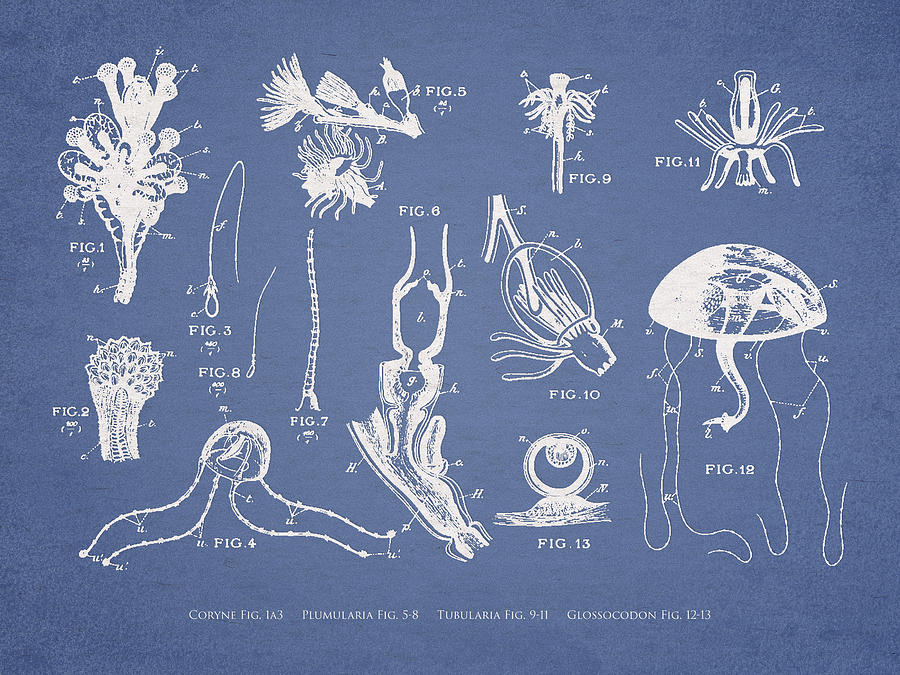 Marine Organisms Hydromedusae Digital Art