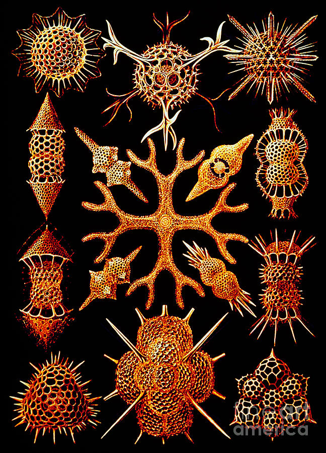 Marine Plankton Photograph by Scott Camazine