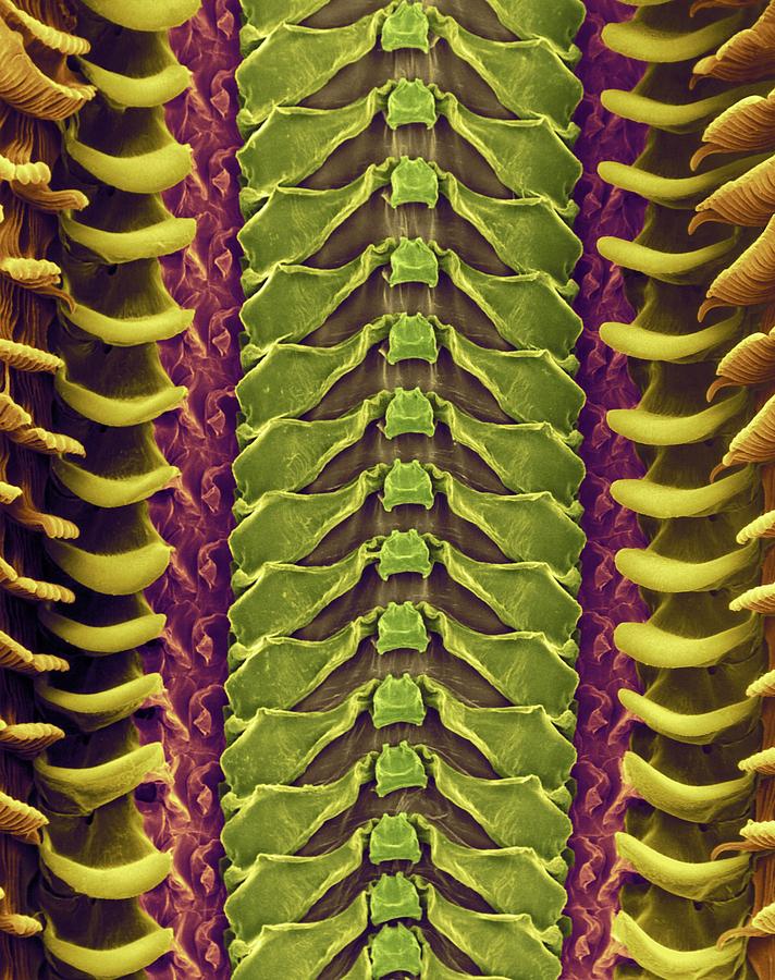 In Slide Radula In Molluscs