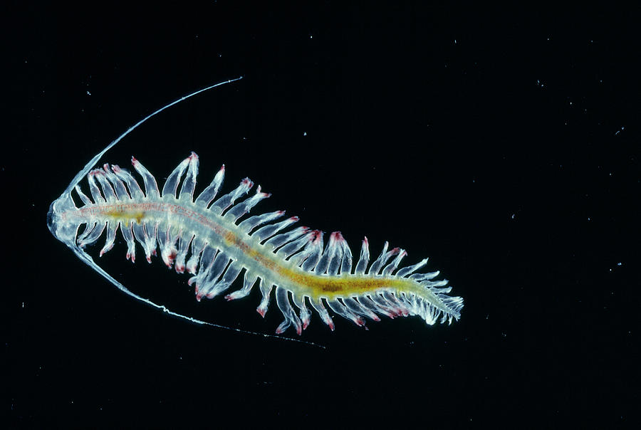 Marine Worm Photograph by British Antarctic Survey/science Photo Library