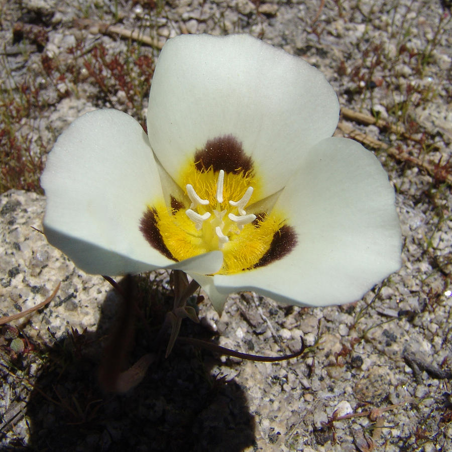 Mariposa Lily Photograph