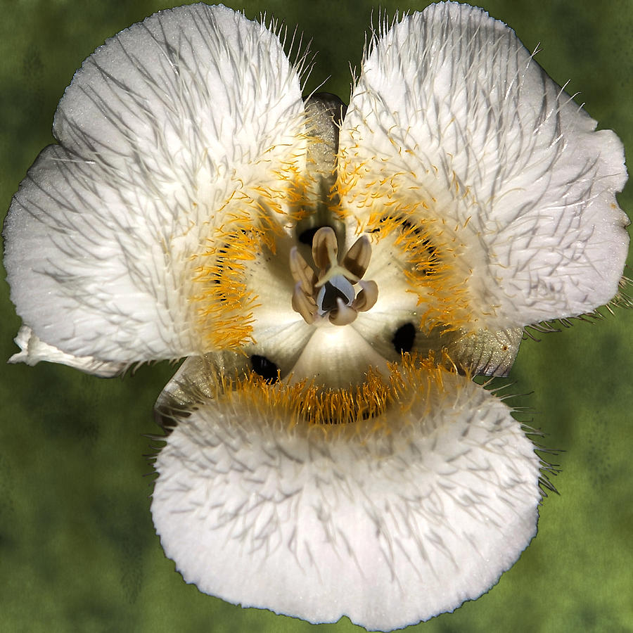Mariposa Lily Three Photograph by Belinda Greb