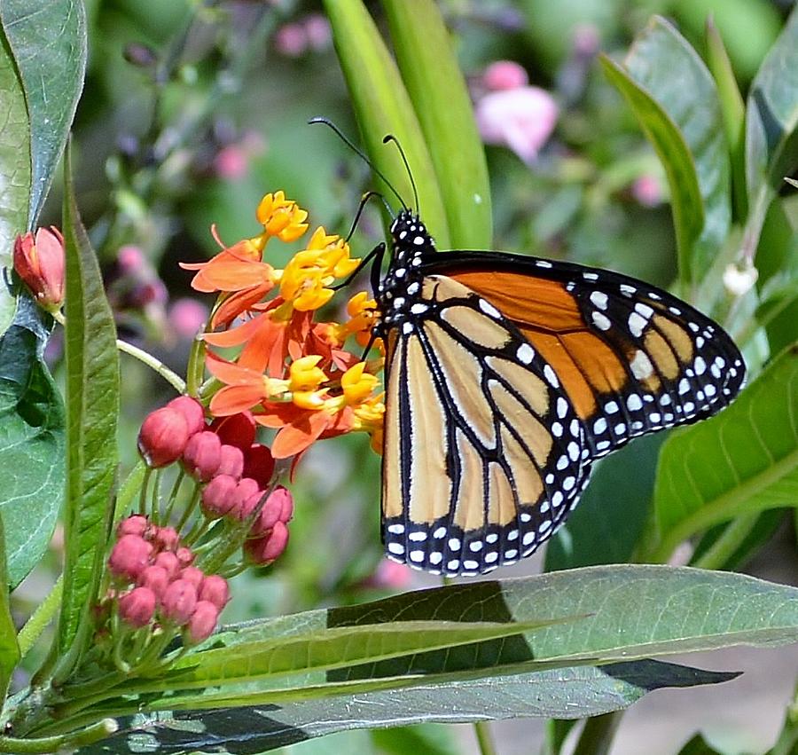 Mariposa2 Photograph by MAT Photography - Fine Art America