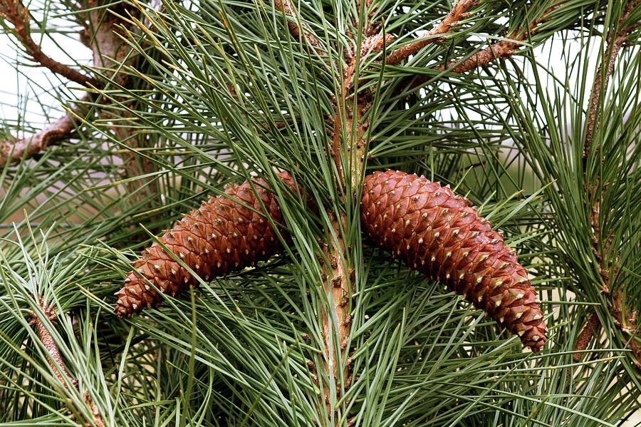 Maritime Pine (pinus Pinaster) Photograph by Brian Gadsby/science Photo Library