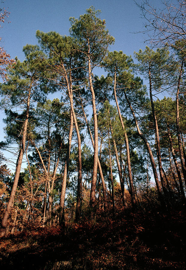 Maritime Pine Trees Photograph by M F Merlet/science Photo Library