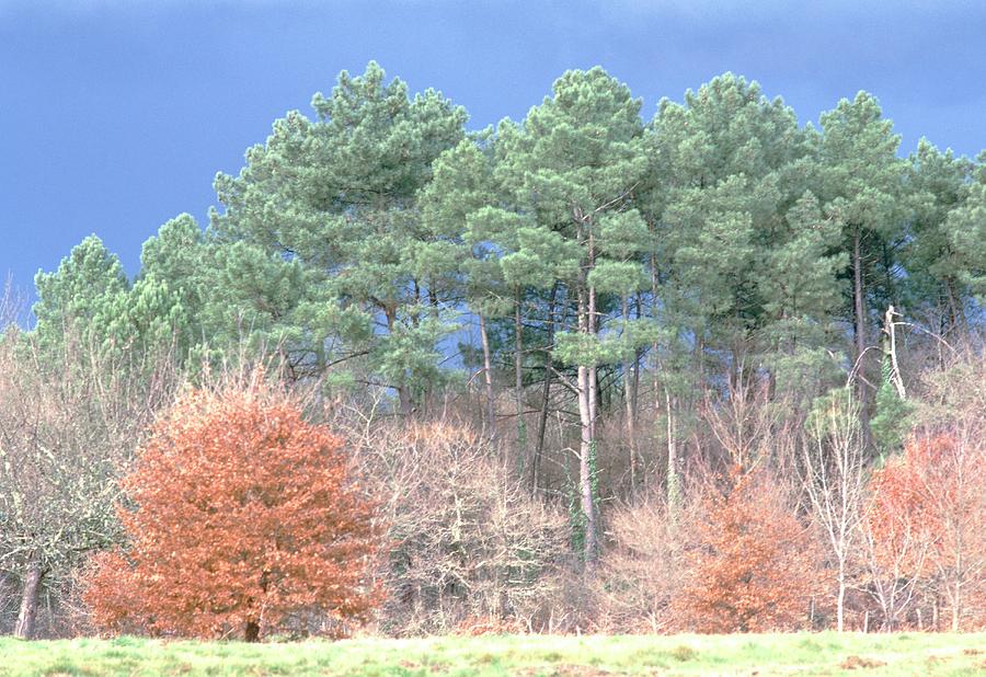 Maritime Pine Woodland Photograph by M F Merlet/science Photo Library
