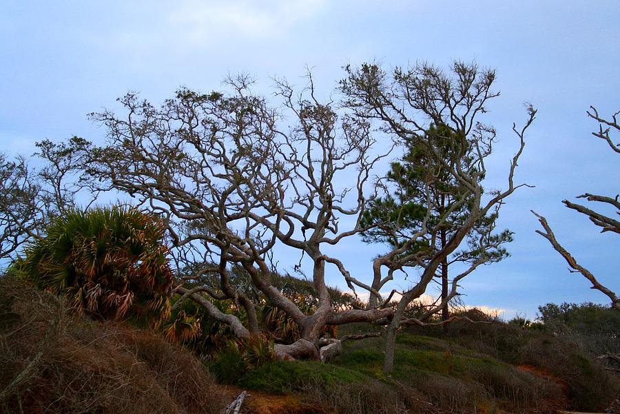 Maritime Trees Photograph by Kathryn Meyer - Fine Art America