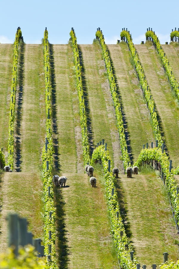 Marlborough vineyard  Photograph by Alexey Stiop