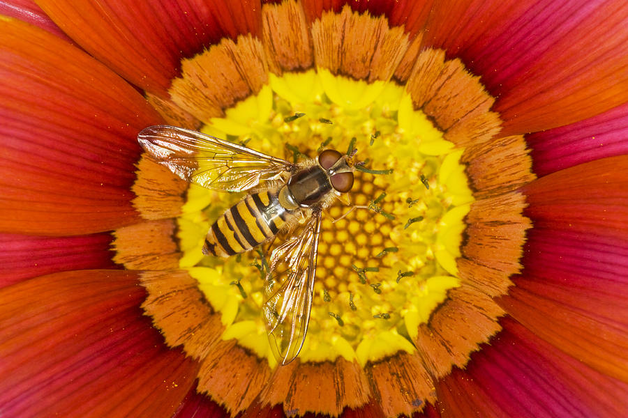 Marmalade Hoverfly On Gazania Essex Photograph by Bill Coster