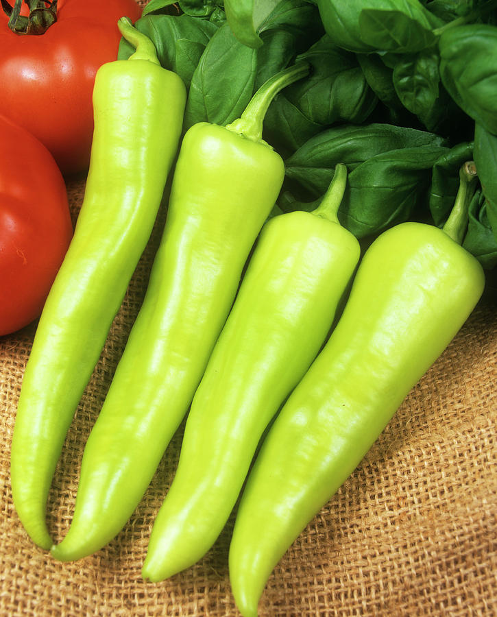 Marmara Peppers Photograph by Ray Lacey/science Photo Library