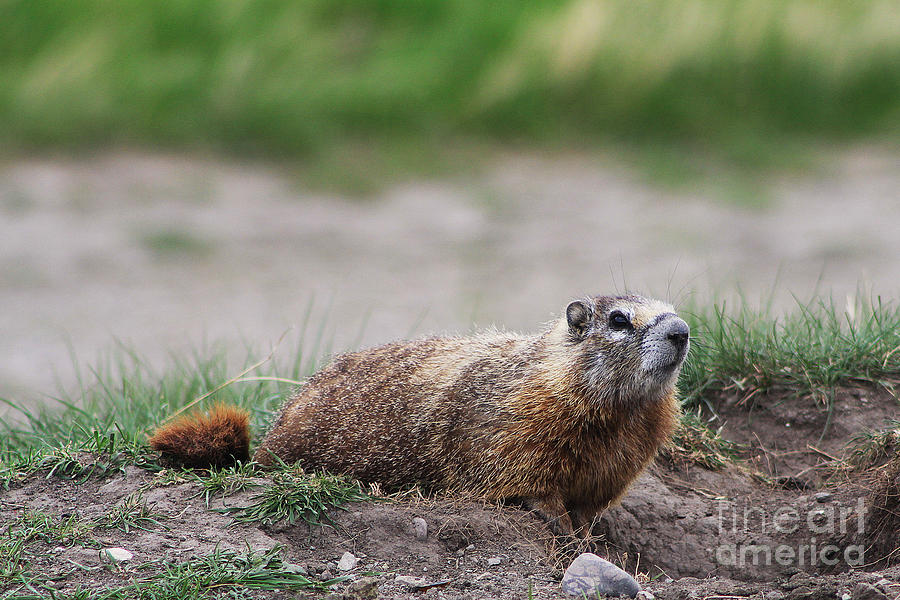 Wildlife Photograph - Marmot by Alyce Taylor