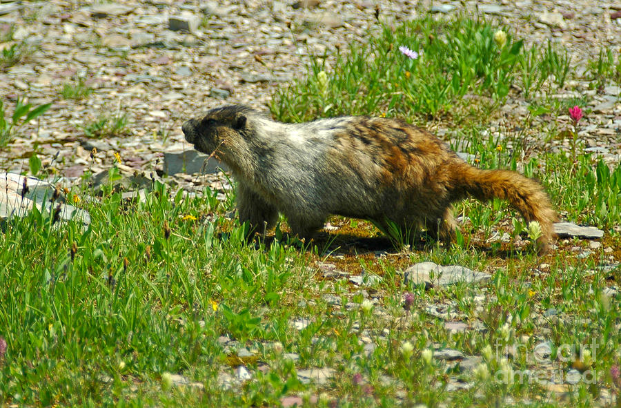 Marmot at Glacier Photograph by Cindy Murphy - NightVisions 