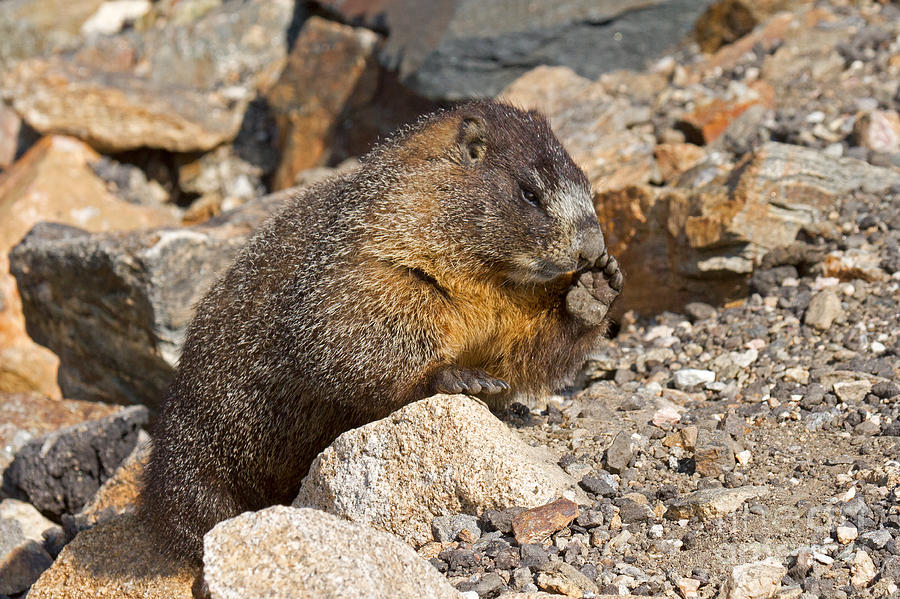 Marmot at Rock Cut in Rocky Mountain National Park Photograph by Fred ...