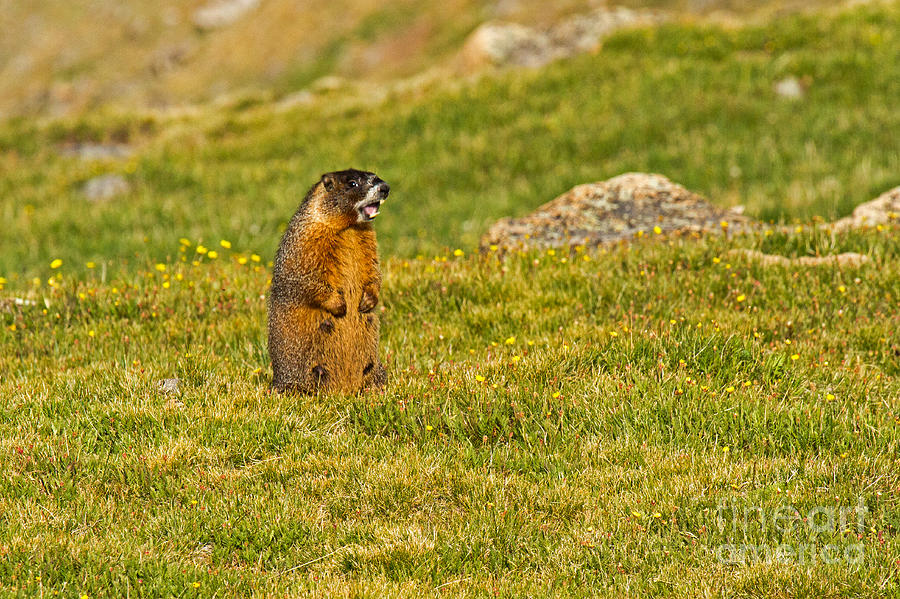 Marmot Barking at Rock Cut in Rocky Mountain National Park Photograph by Fred Stearns