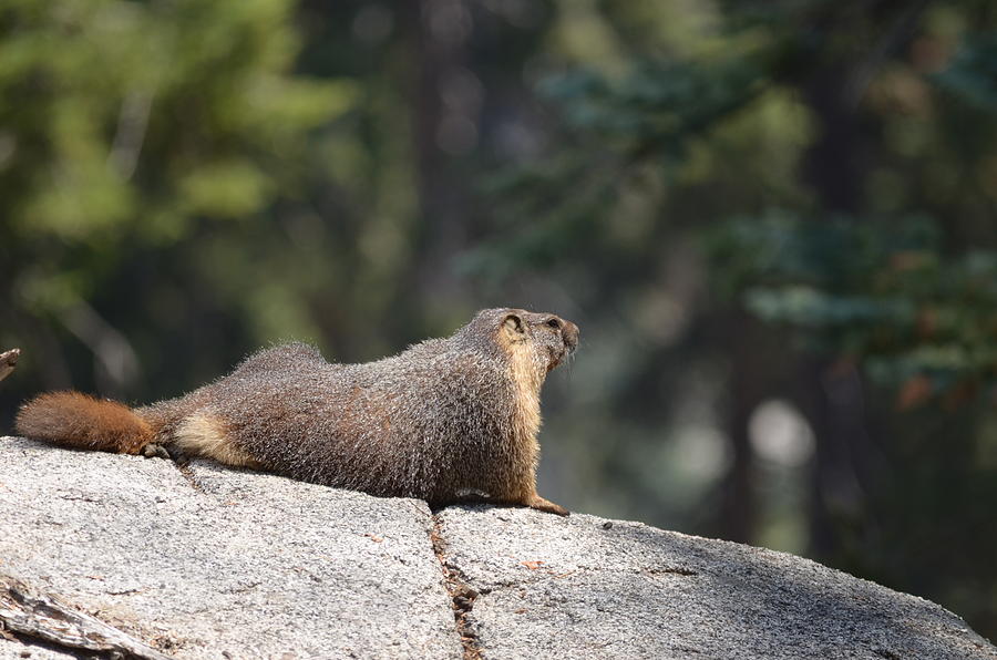 Animal Photograph - Marmot by Brian Turner