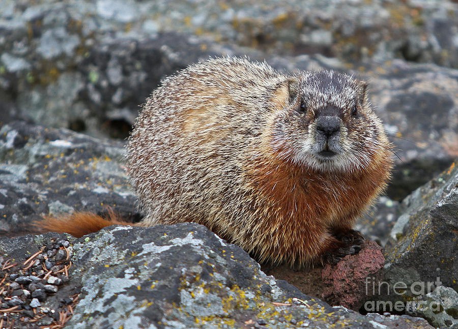 Marmot Photograph by Clare VanderVeen