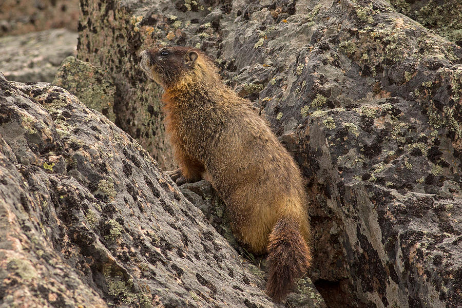 Marmot Climbing the Rocks Photograph by Natural Focal Point Photography