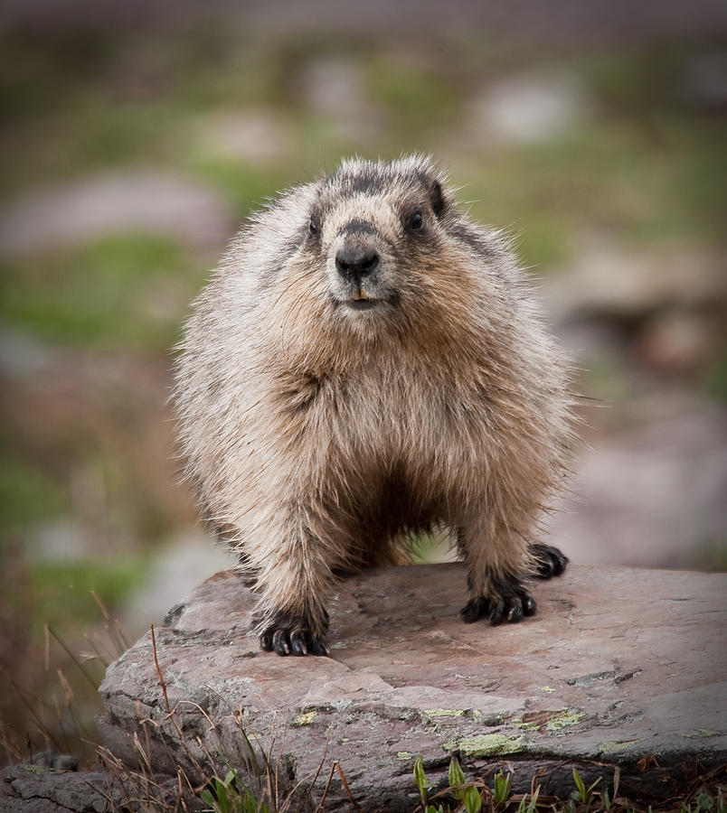 Marmot Photograph by Craig Brown