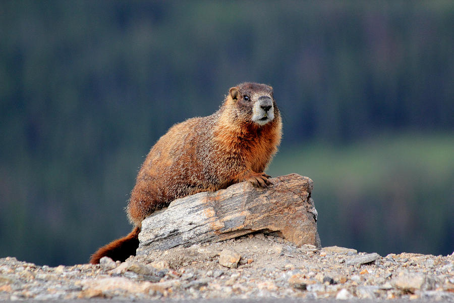 Marmot Photograph by Shane Bechler