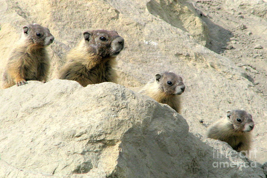 Marmot Family Photograph by Frank Townsley - Fine Art America