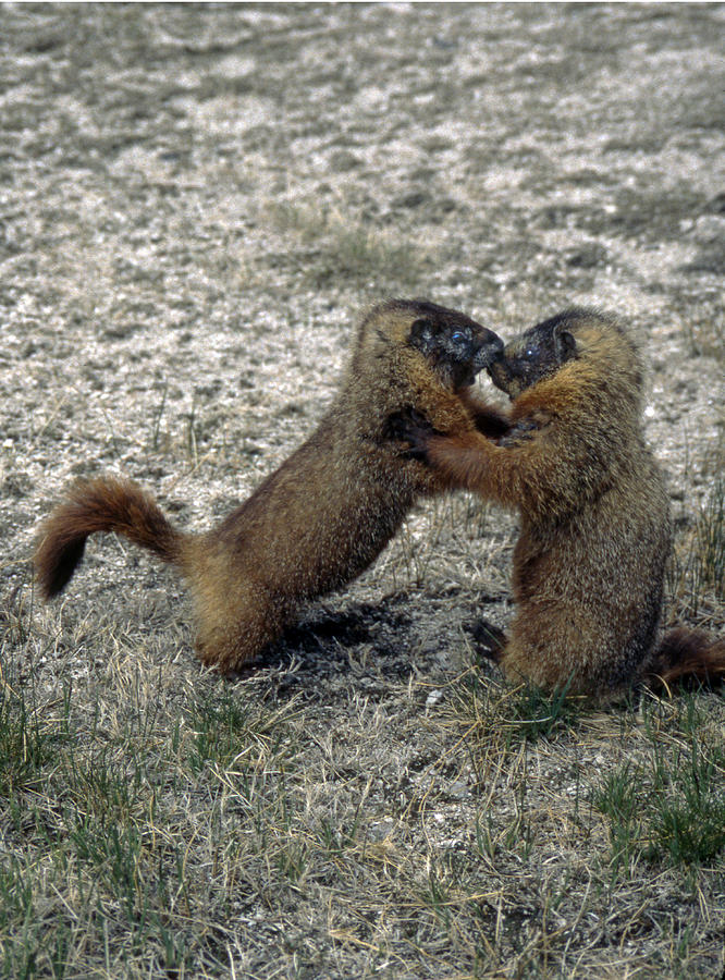 4M09150-02-Marmot Fight Photograph by Ed  Cooper Photography