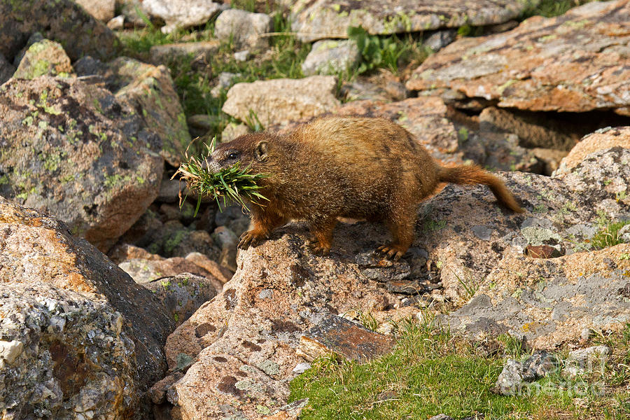 Marmot Gathering Grass at Rock Cut in Rocky Mountain National Park Photograph by Fred Stearns
