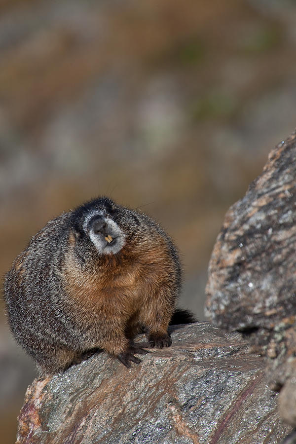 Marmot in Rocky Mountain National Park Photograph by Natural Focal Point Photography