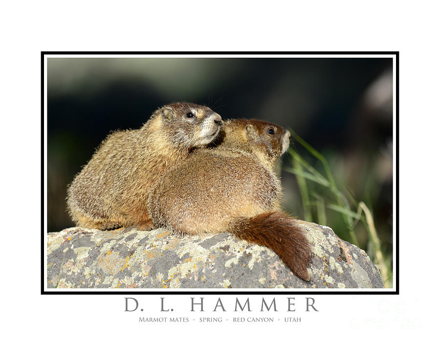 Marmot Mates Photograph by Dennis Hammer