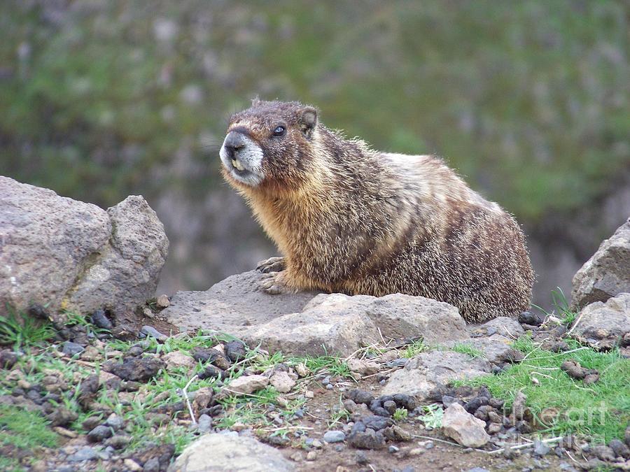 Marmot on the Edge Photograph by Charles Robinson