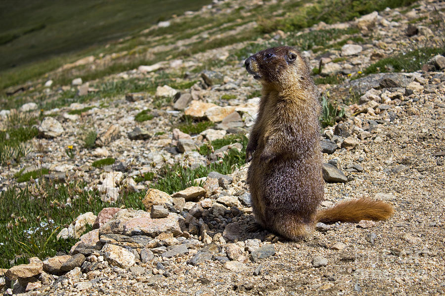 Marmot Overlook Photograph