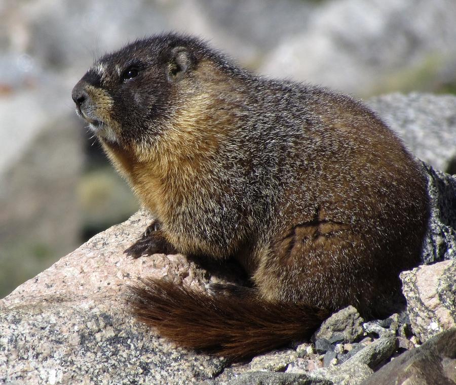 Marmot Photograph by Patricia Feind - Pixels