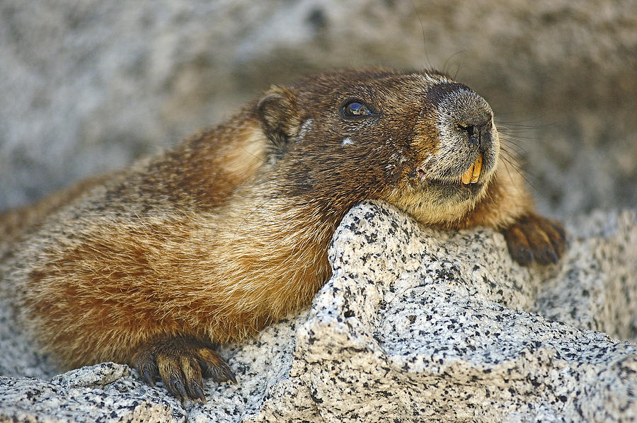 Marmot Resting Photograph by Lee Kirchhevel