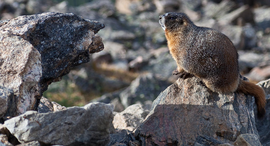Marmot Staring at the Old Man of the Mountain Photograph by Natural Focal Point Photography