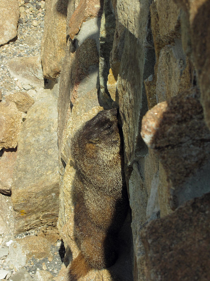 Cat Photograph - Marmot That Looks Like Rock or . . . by Phil Welsher