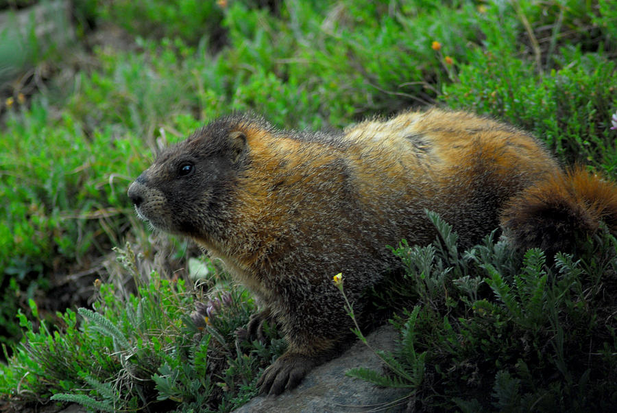 Marmot Photograph by Tracy Smith Marmot Photograph by Tracy Smith